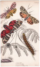 Plate 19 
Arctia Hebe
Spilosoma Arge
" Virgo
Chrys. of "